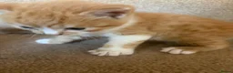 British Longhair cats for sale: Beautiful ginger and tortoiseshell kittens  - Advert 22