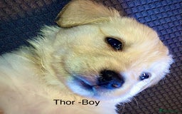 Mixed Breed dogs for sale: Golden retriever cross welsh collie  - Image 10