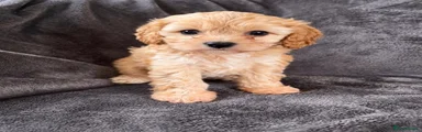 Cavapoo 2