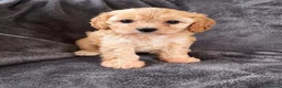 Cavapoo dogs for sale: First sneak peek of these adorable Cavapoo’s - Advert 7