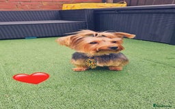 Yorkshire Terrier dogs for sale: Yorkshire terrier  - Advert 3