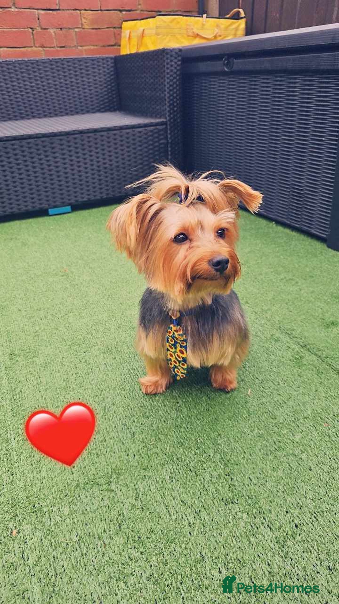 Yorkshire Terrier dogs for sale: Yorkshire terrier  - Advert 3