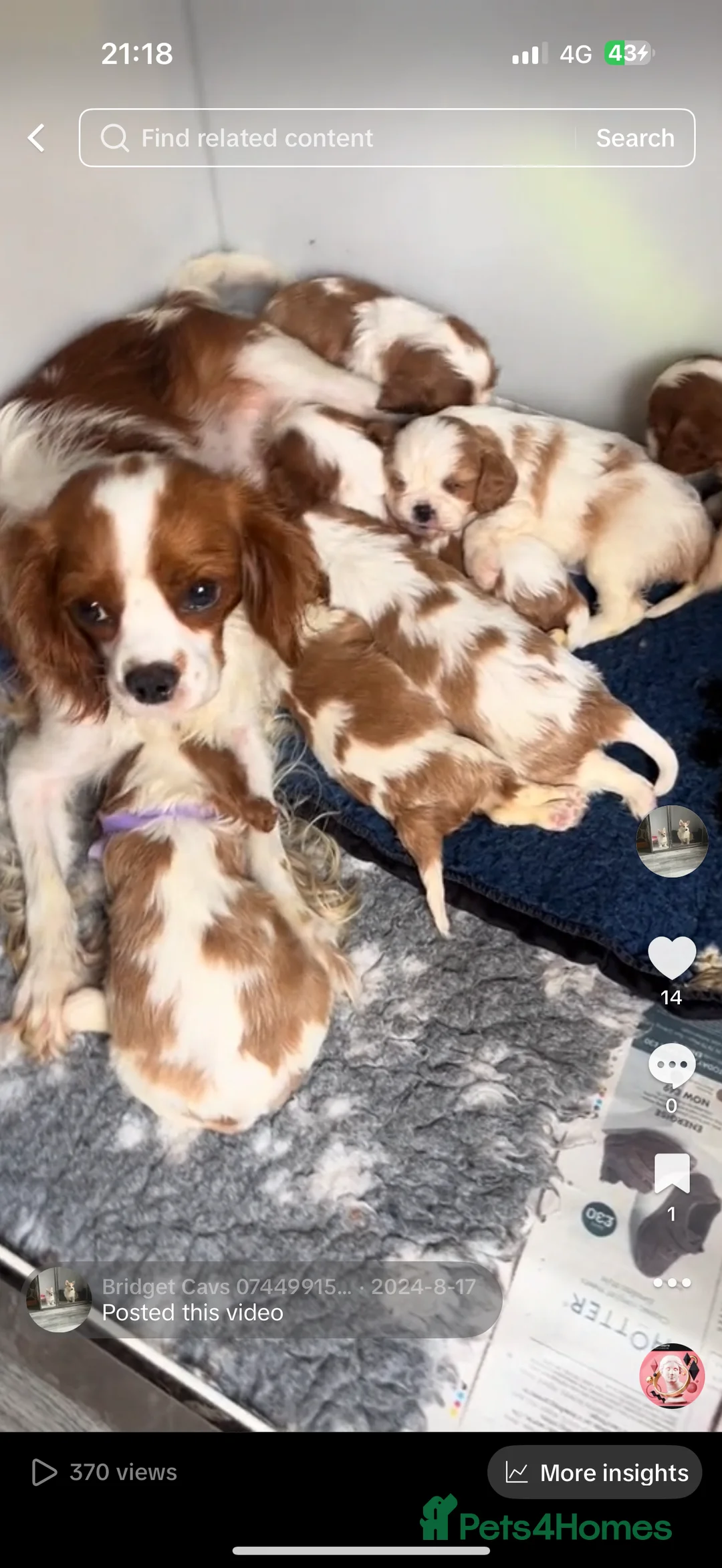 Cavalier King Charles Spaniel dogs for stud: Kc dna clear cavalier boy for stud  in Huddersfield - Advert 8