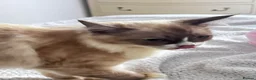 Ragdoll cats for sale: 4 Beautiful and Playful Ragdolls - Advert 17