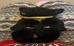 Goldador dogs for sale: Goldador x Labrottie Miniature Puppies for Sale - Advert 18