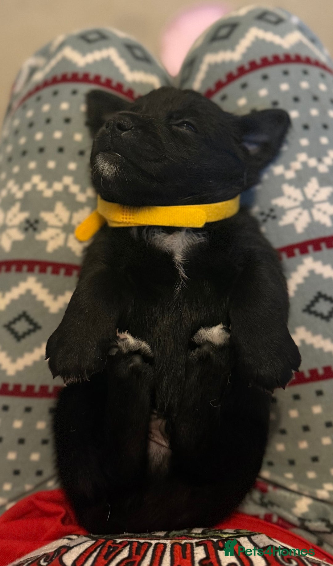 Goldador dogs for sale: Goldador x Labrottie Miniature Puppies for Sale - Advert 18