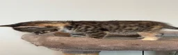 Mixed Breed cats for sale: Gorgeous half Siberian kittens - Advert 29