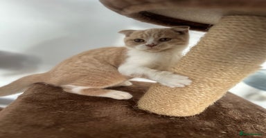 Scottish Fold cats - Advert 16