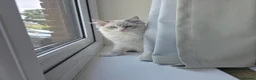 Ragdoll cats for sale: Beautiful 7‑Month‑Old Male Kitten - Advert 1