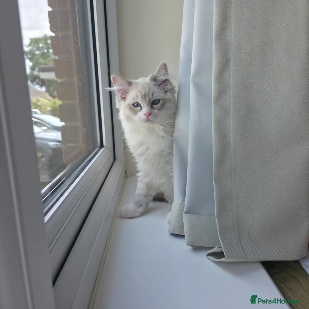 Ragdoll cats for sale: Beautiful 7‑Month‑Old Male Kitten - Advert 1
