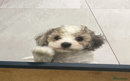 Cavapoochon dogs for sale: 6 beautiful Cavapoochons for sale. Wilmslow. - Image 21