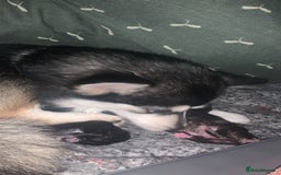 Pomsky dogs for sale: Honey I shrunk the Husky 😂 Genuine Toy size pomsk - Image 30