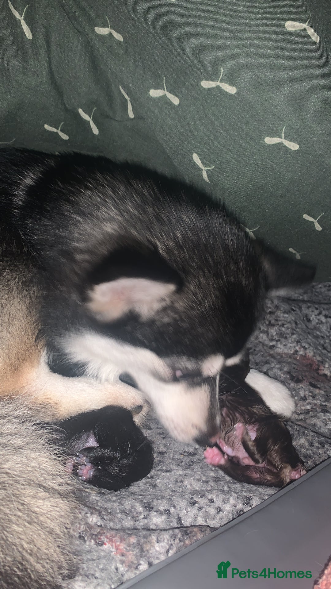 Pomsky dogs for sale: Honey I shrunk the Husky 😂 Genuine Toy size pomsk - Image 30