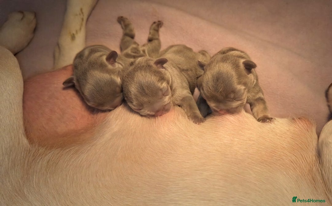 French Bulldog dogs for sale: Top Quality Lilac Girl Ready Now - Image 9