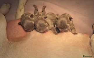 French Bulldog dogs - Advert 5