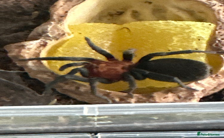 Tarantulas invertebrates - Advert 1
