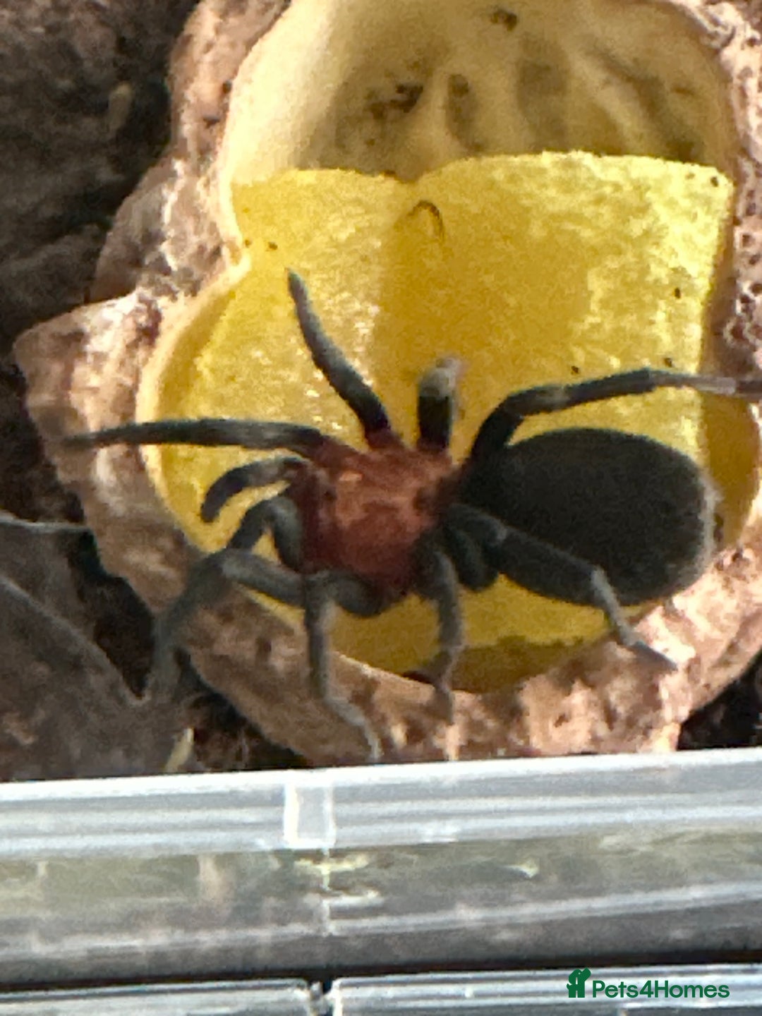 Tarantulas invertebrates for sale: Brazilian red head Bumba Horrida  - Image 1