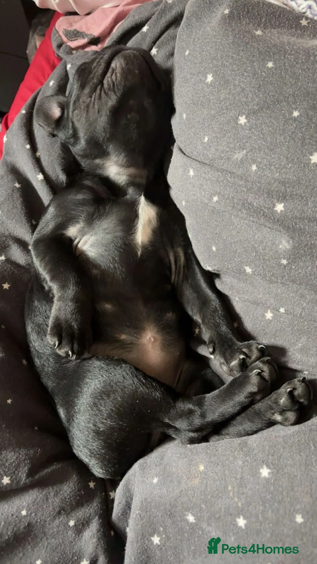 French Bulldog dogs for sale: French bull dog in Leicester - Advert 2