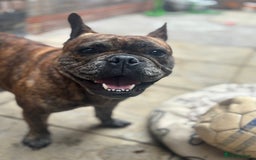Mixed Breed dogs for sale: Dora  - Image 4
