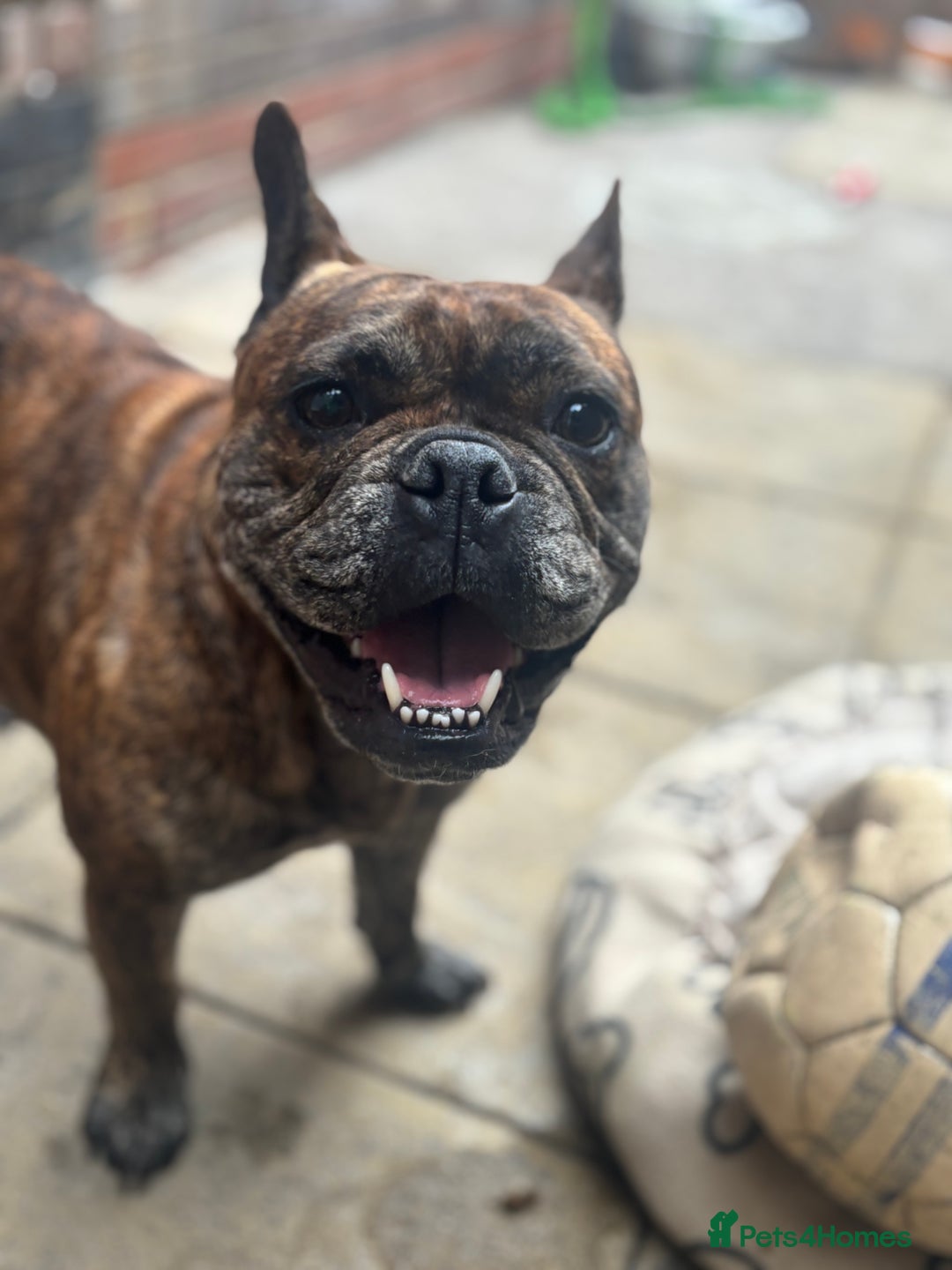 Mixed Breed dogs for sale: Dora  - Image 4