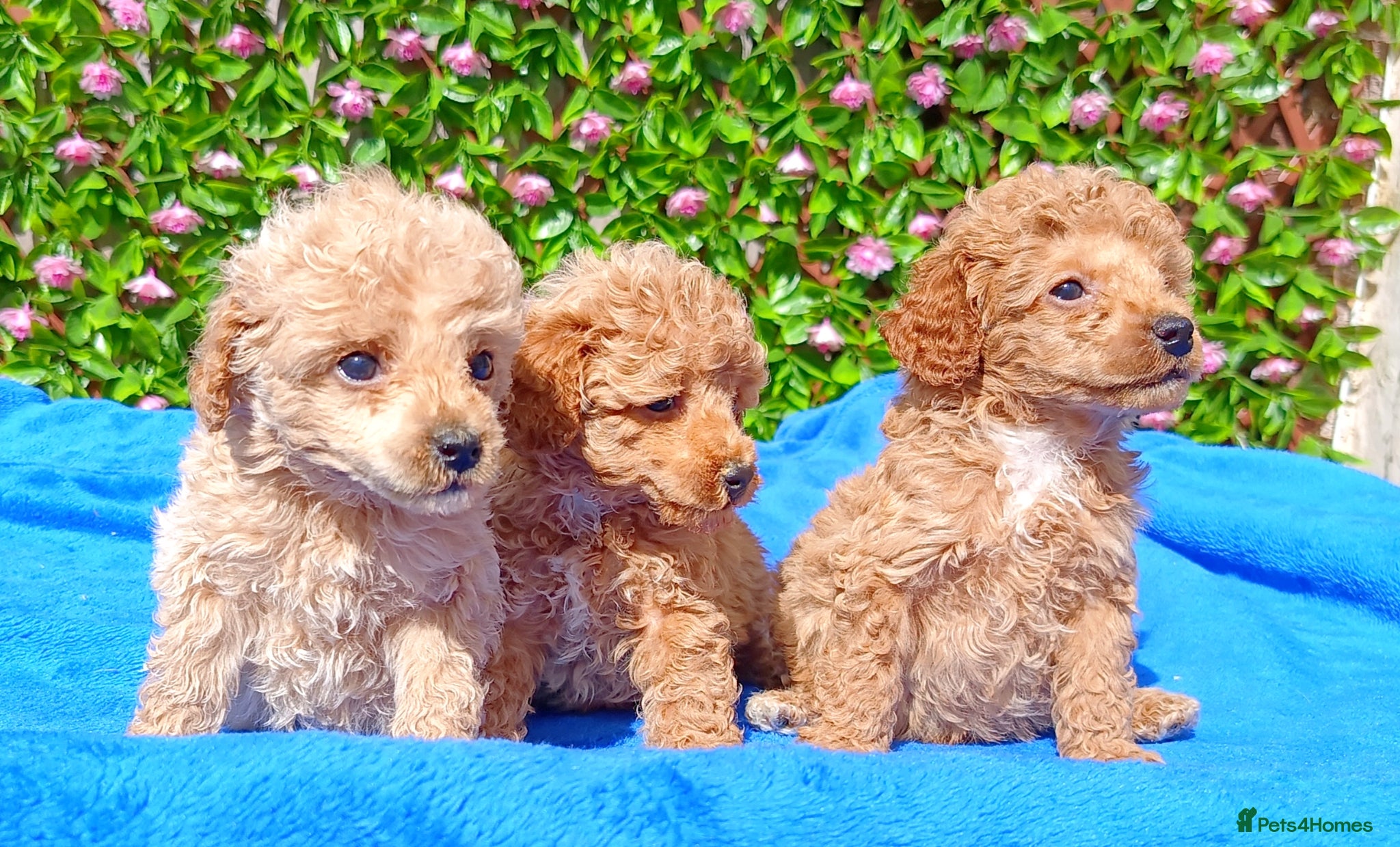 Toy Poodle dogs HEALTH TESTED TOY POODLES KC REG  - Advert 1