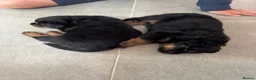 Rottweiler dogs for sale: KC Registered Rottweiler Puppies - Advert 9