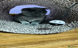 Scottish Fold cats for sale: Beautiful litter of Scottish fold  😍 - Image 19