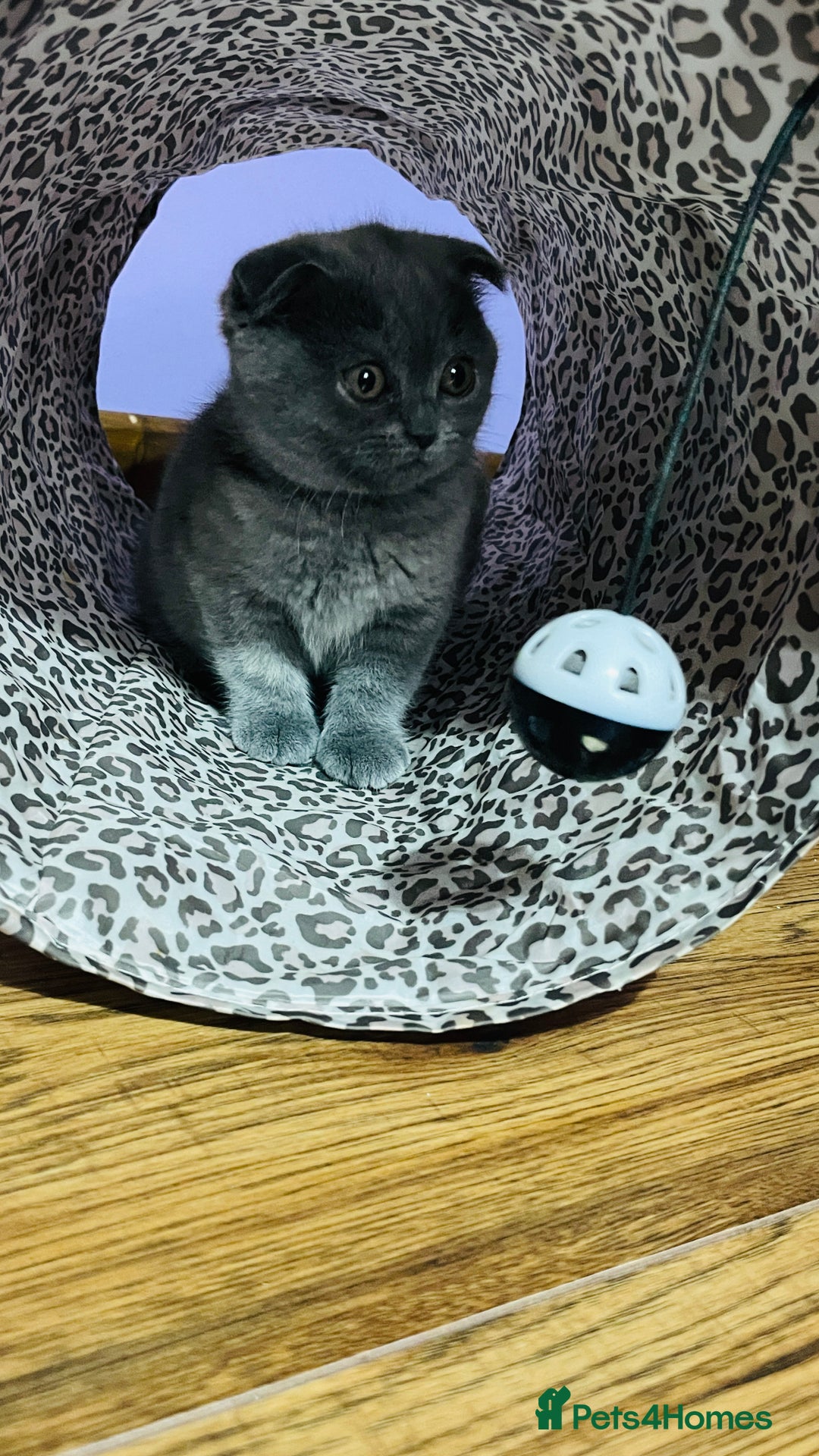 Scottish Fold cats for sale: Beautiful litter of Scottish fold  😍 - Image 19