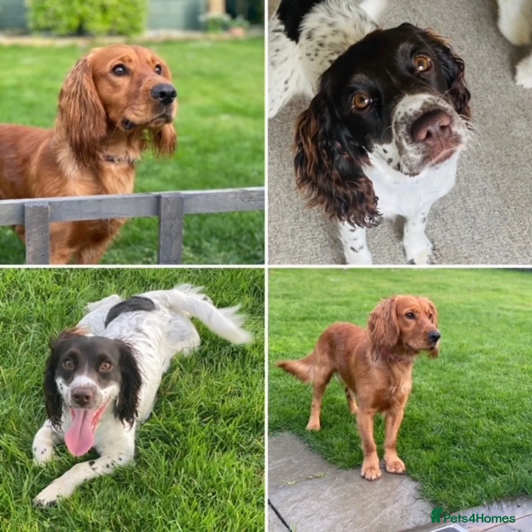 Cocker Spaniel dogs for sale: Olive’s Cocker Spaniel Pups! in Eastbourne - Advert 1