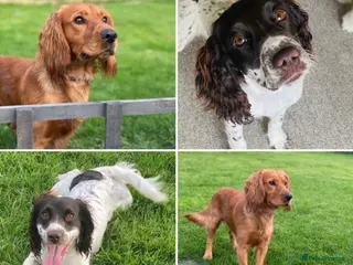 Cocker Spaniel dogs Olive’s Cocker Spaniel Pups! - Advert 3