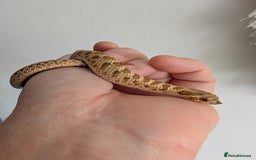 Snake reptiles for sale: Lemon ghost hognose  - Image 1