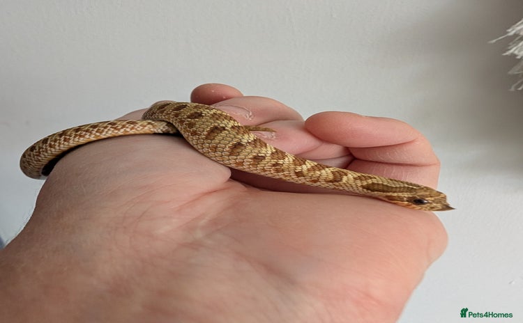 Snake reptiles - Advert 3