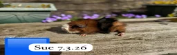 Guinea Pig rodents for sale: Gorgeous baby and young guinea pigs ready now - Advert 10