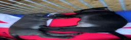 Cane Corso dogs for sale: Rare Solid Black Corso Female | Elite EU Bloodline in Canterbury - Advert 9