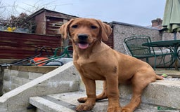 Labrador Retriever dogs for sale: Beautiful Labrador Bella 6 months old  - Image 5