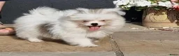 Mixed Breed dogs for sale: Last one boy pomeranian x shitzu fully vacinated - Advert 5