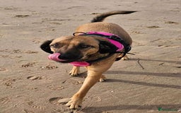 Mixed Breed dogs for adoption: BETSY-2yrs, 22kg, loves dogs/well trained/playful - Image 5