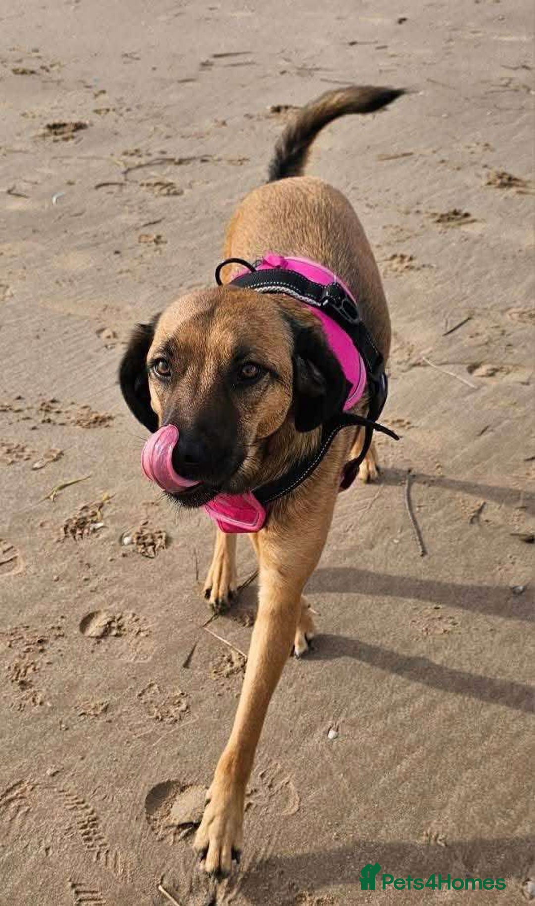 Mixed Breed dogs for adoption: BETSY-2yrs, 22kg, loves dogs/well trained/playful - Image 5