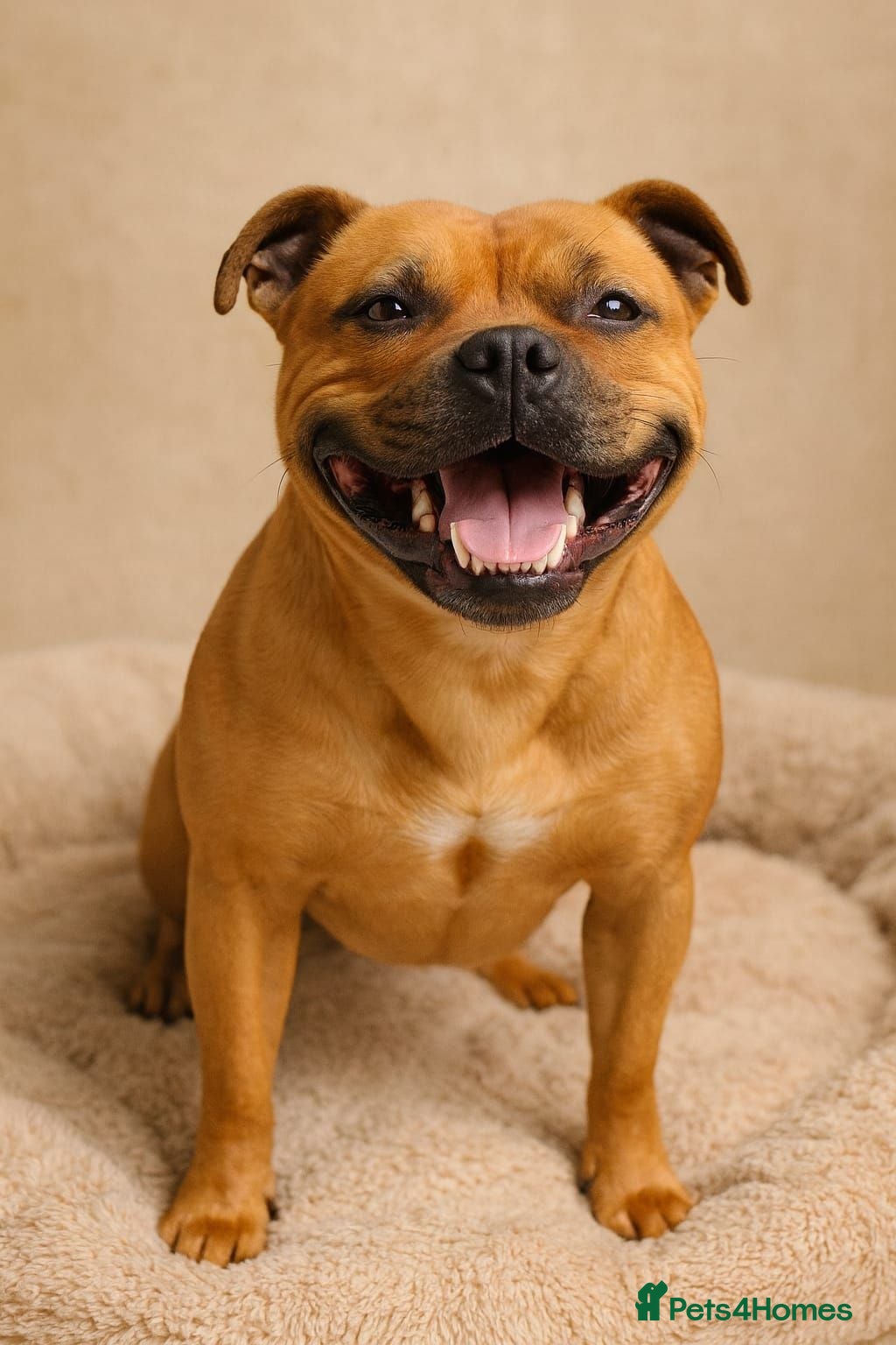 Staffordshire Bull Terrier dogs SCOOBY – NOW AVAILABLE TO PUBLIC STUD - Advert 1