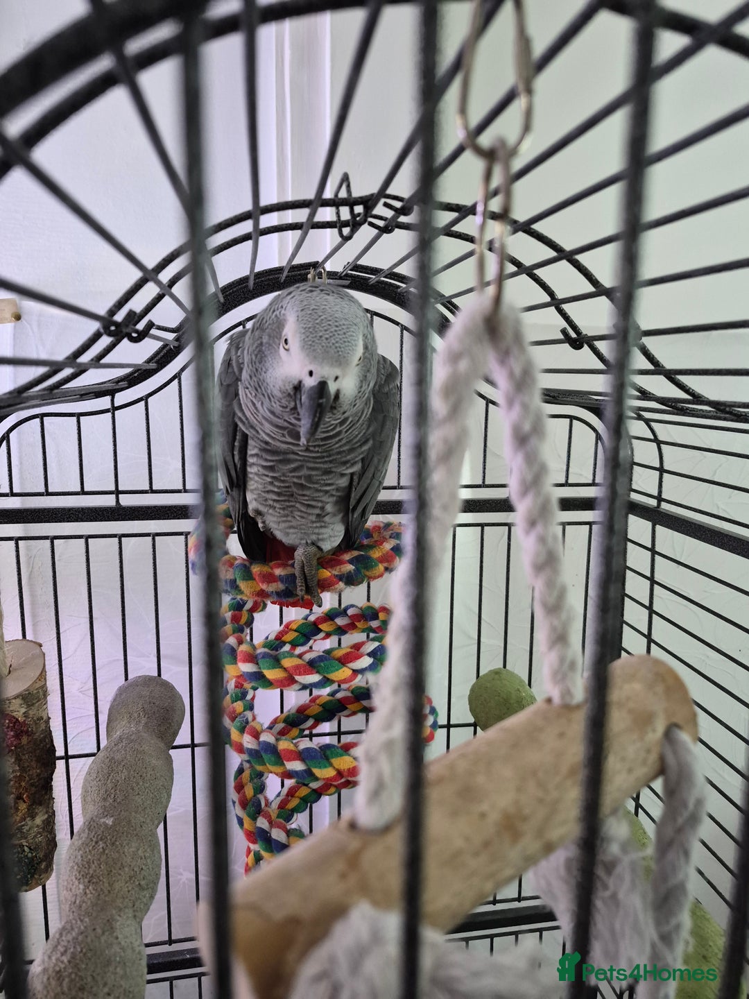 Parrots birds for sale: African grey parrot  - Advert 5