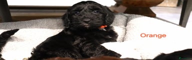 Cockapoo Puppy 2