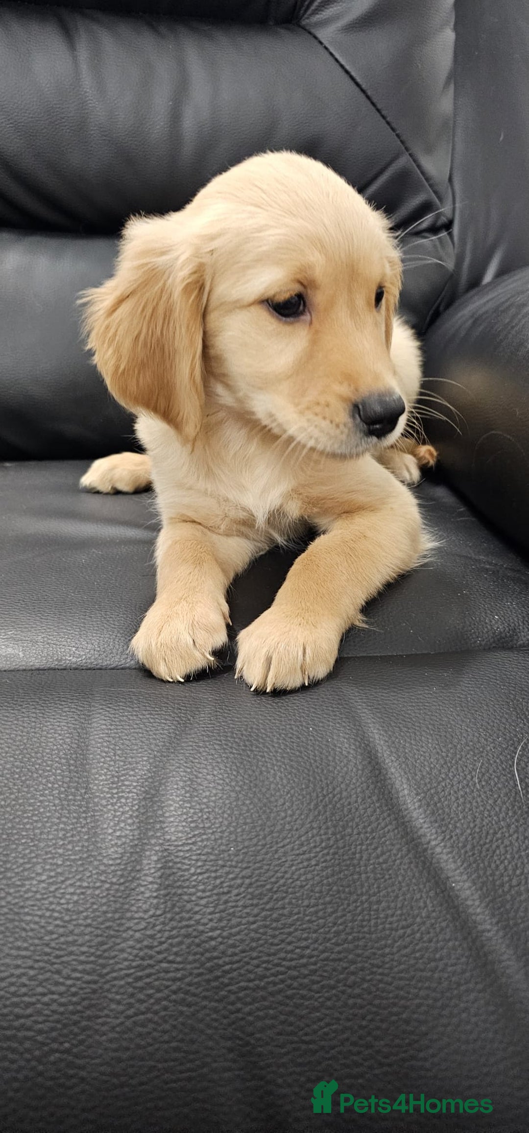 Golden Retriever dogs for sale: Golden retriever puppy - Image 2