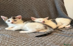 Mixed Breed cats for sale: very friendly kittens looking for a new home - Image 5