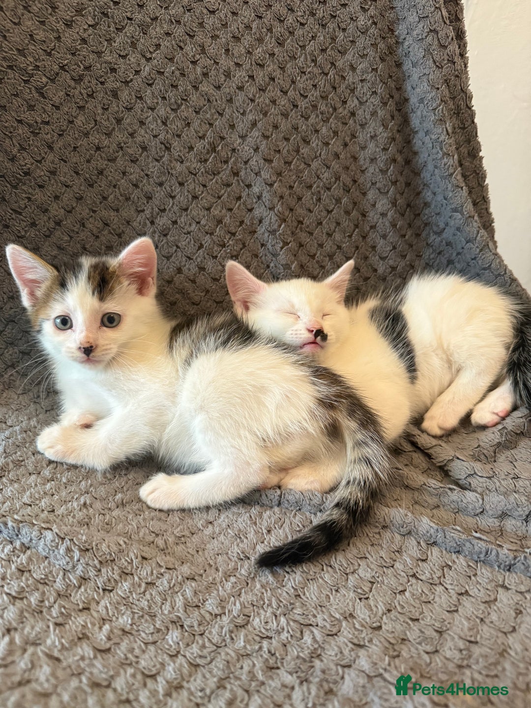 Mixed Breed cats for sale: very friendly kittens looking for a new home - Image 5