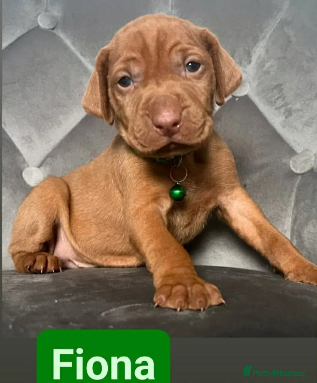 Hungarian Vizsla dogs for sale: Extra Ordinary Beautiful Hungarian Vizsla - Advert 20