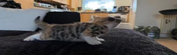 Mixed Breed cats for sale: Adorable Kittens  Little Fox Girls & 1 Cartoon Boy - Advert 8