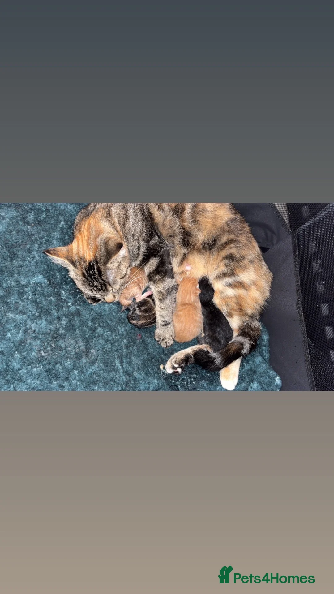 Mixed Breed cats for sale: Kittens  - Advert 3