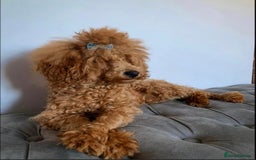 Toy Poodle dogs for stud: KC Red Toy Poodle STUD 🏆⭐️ HEALTH TESTED 🧬 ⭐️  in Aboyne - Image 5