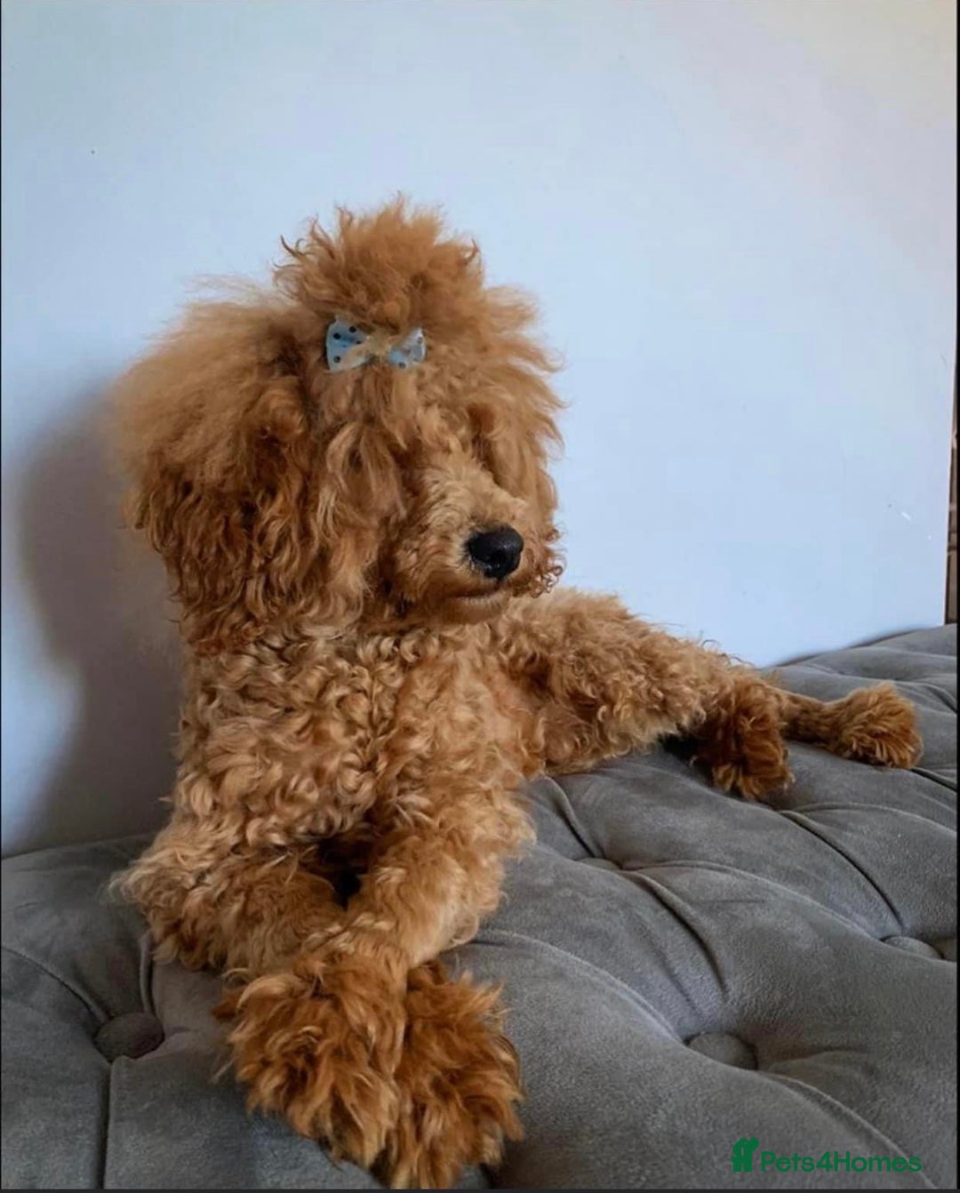 Toy Poodle dogs for stud: KC Red Toy Poodle STUD 🏆⭐️ HEALTH TESTED 🧬 ⭐️  in Aboyne - Image 5