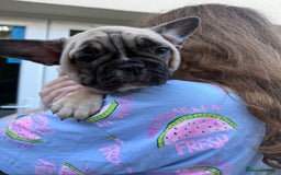 French Bulldog dogs for sale: French bulldog puppy girl - Image 5